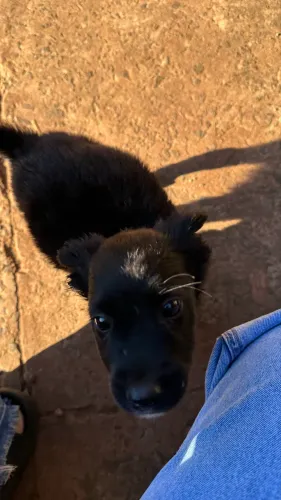 Cachorrinhos 