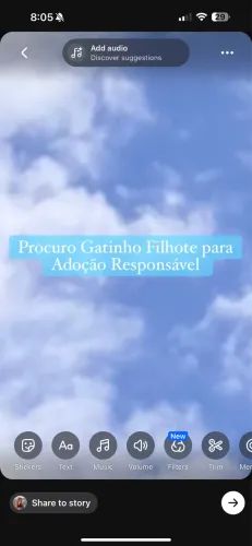 Gatinho Filhote