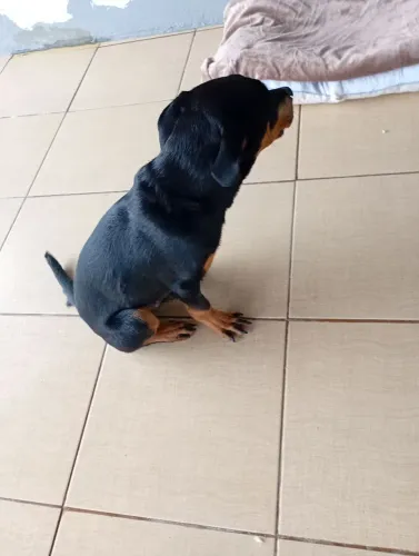 Doação filhote rottweiler 