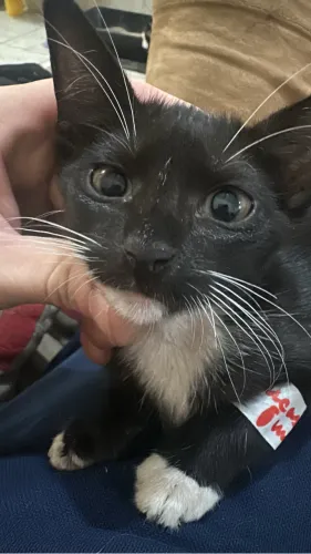Gatinho Eduardo adote o Dudu