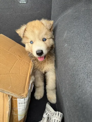 Cachorro de raça filhote de husky siberiano 