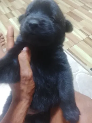 Filhote de cachorro Chow Chow