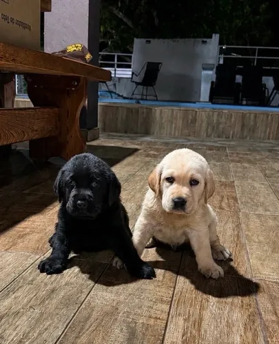 Filhotes de Labrador Retriever