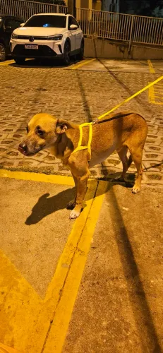 Cão pra adoção muito dócil