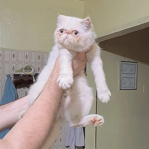 Gata Exótica com 6 meses