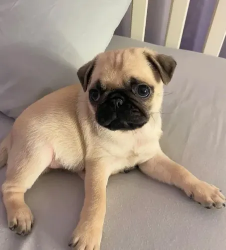 Filhote pug, O filhote dos seus sonhos pode ser seu hoje!