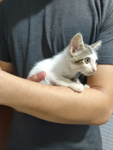 Linda gatinha filhote para adoção