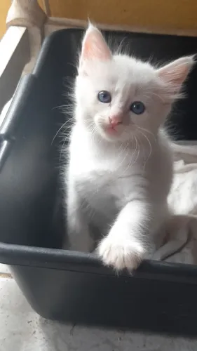 Gatinho Khao Manne 