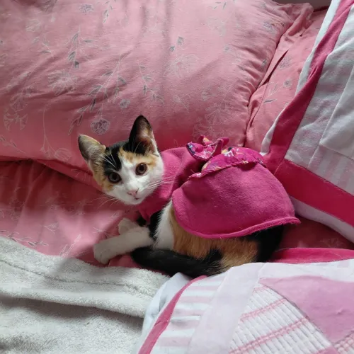 Gatos 4 meses laranja/amarelo e tricolor
