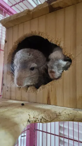 Casal de chinchila