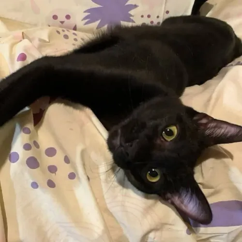 Gatinho preto para adoção 