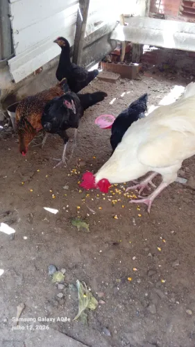 Galinha d capoeira