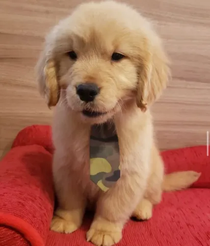 Filhote Golden Retriever, Seu novo melhor amigo já nasceu, agora só falta você!