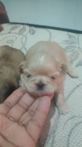 Filhotes shih-tzu mini
