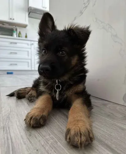 Filhote pastor alemão, Seu novo melhor amigo peludo te espera com muito amor!