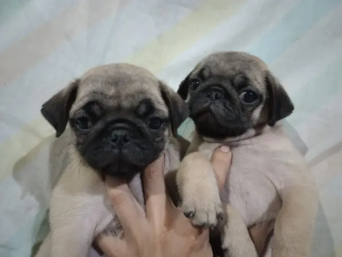 Pug disponível 