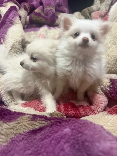 Casal de Spitz Alemão - Lulu da Pomerania