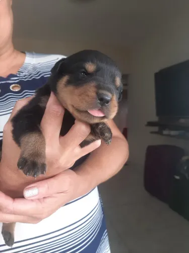 FÊMEA DE ROTTWEILER