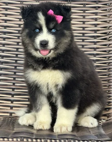 Husky Super Wooly Raridades