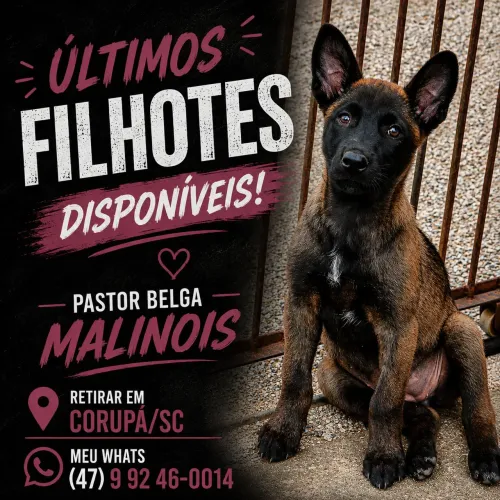 Pastor Belga de Malinois