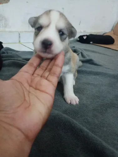 Filhotes de Husky siberiano