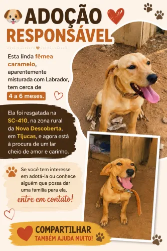 Cachorro fêmea caramelo
