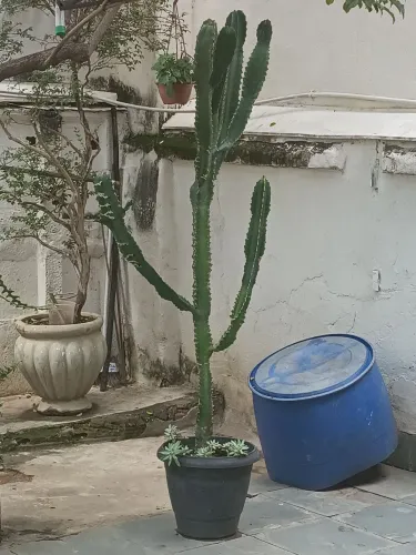 Vendo cacto 