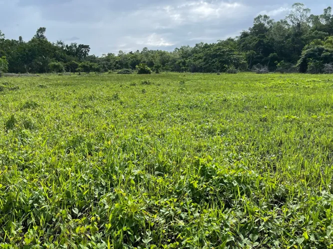 Fazenda ouro negro