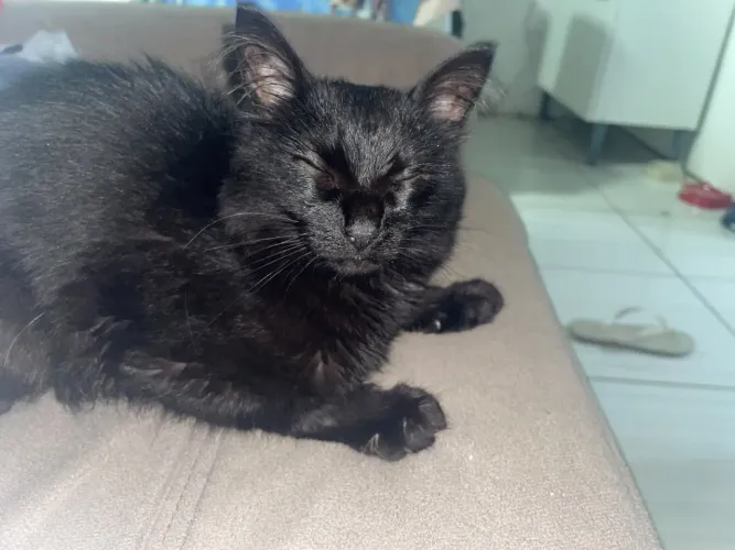 GATO PARA ADOÇÃO 