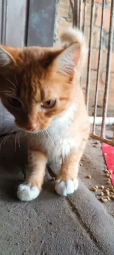 Gatos para doação. 