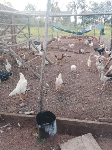 Frango
