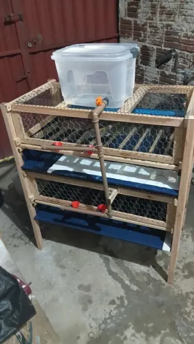 Gaiola para codornas