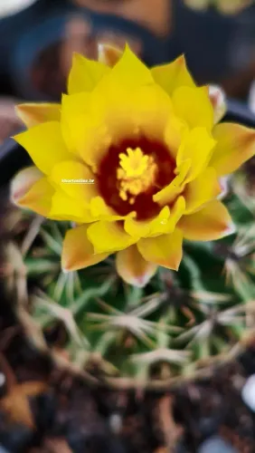 Cactos raros ?