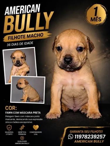  American Bully standard 