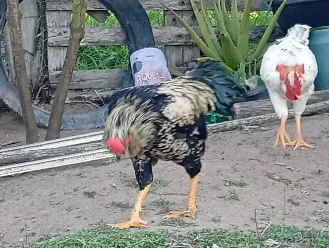 Vendo Galos