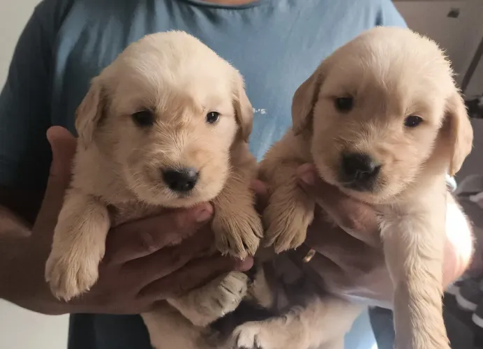 Golden -Cães de porte médio a grande com perfil sociável