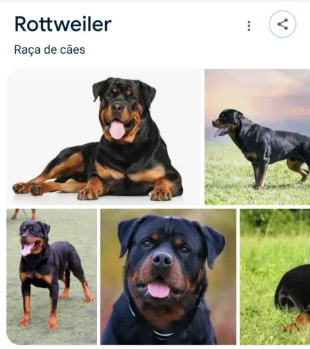 Rottweiler