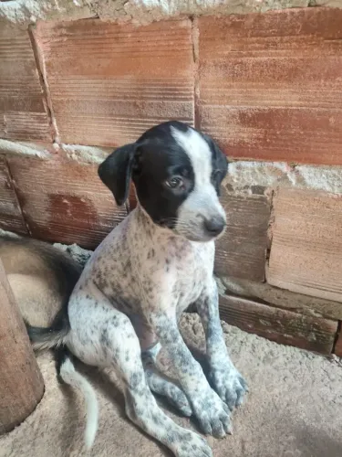 Duas cachorras fêmeas para doar