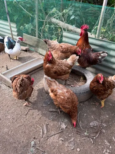 Galinhas vermelhas de postura