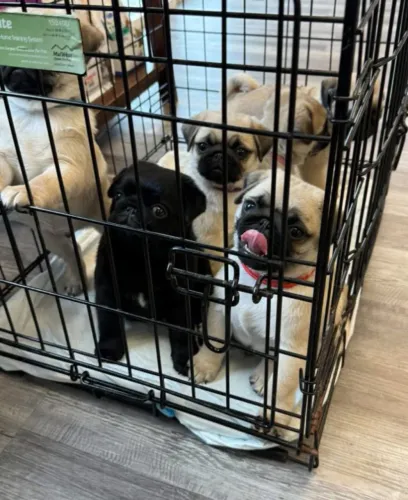 Filhotes de Pug | Filhotes lindos e saudáveis!