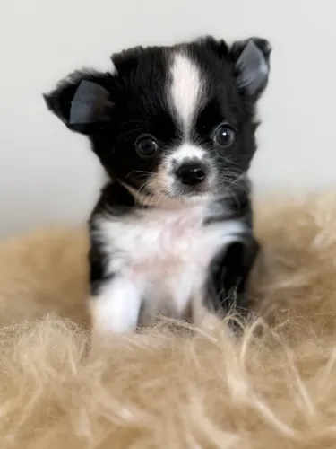 Chihuahuas Machos Lindíssimos 