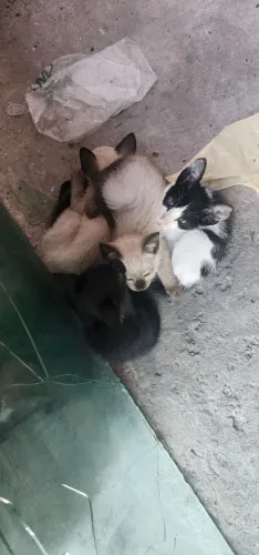 Gatos Para Adoção