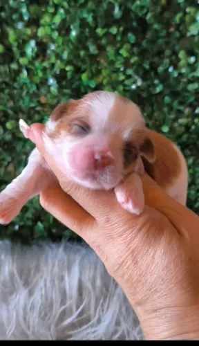 Shih Tzu macho micro