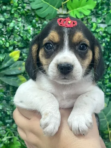beagle bicolor