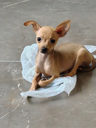 Pincher fêmea 3 meses