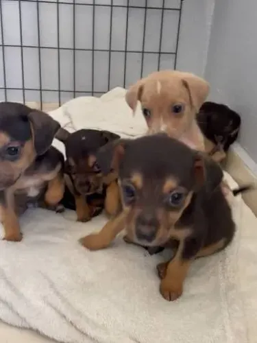 pinscher x fox