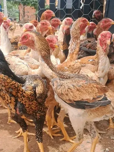 Frango caipira *