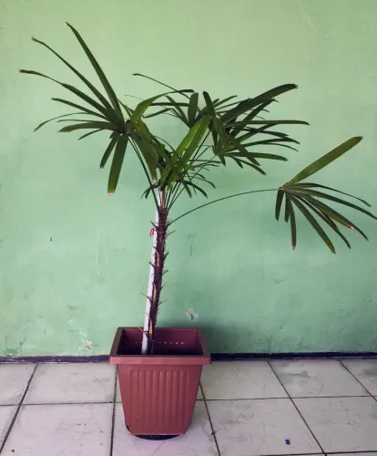 Planta Palmeira Rafa