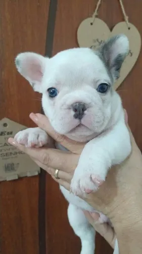 Filhote de buldogue francês