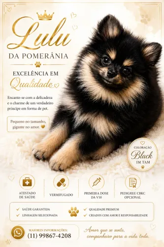 Filhote Lulu da Pomerania Macho Black In Tan 